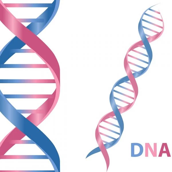 Νέα έρευνα: το DNA ευθύνεται για το αυξημένο βάρος σου - εικόνα 1
