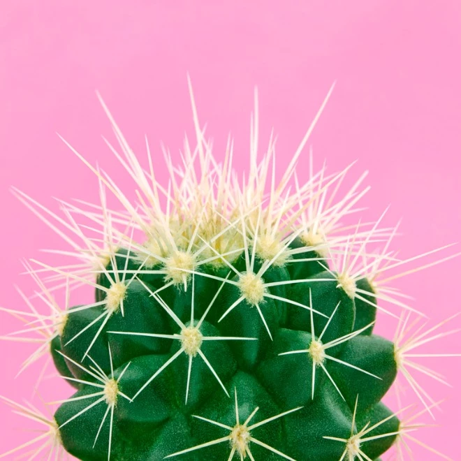 Η γύρη μελισσών και τα 9 απίστευτα οφέλη για την υγεία σου - εικόνα 2