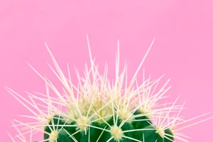 Η γύρη μελισσών και τα 9 απίστευτα οφέλη για την υγεία σου - εικόνα 2