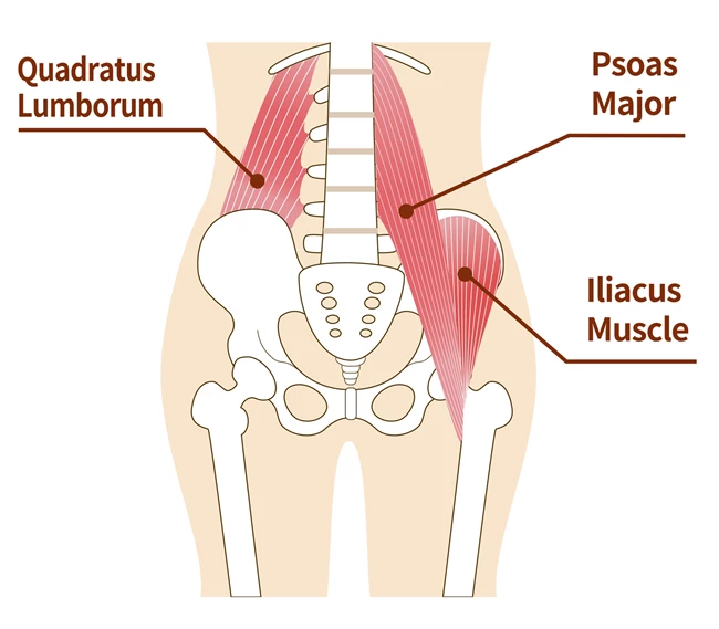 quadratus lumborum muscle