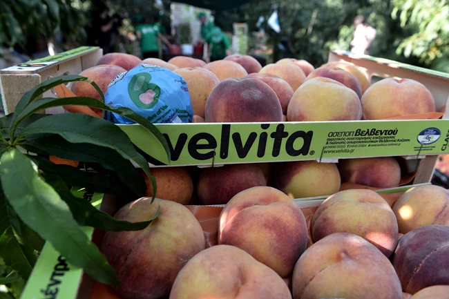 Velvita Gold