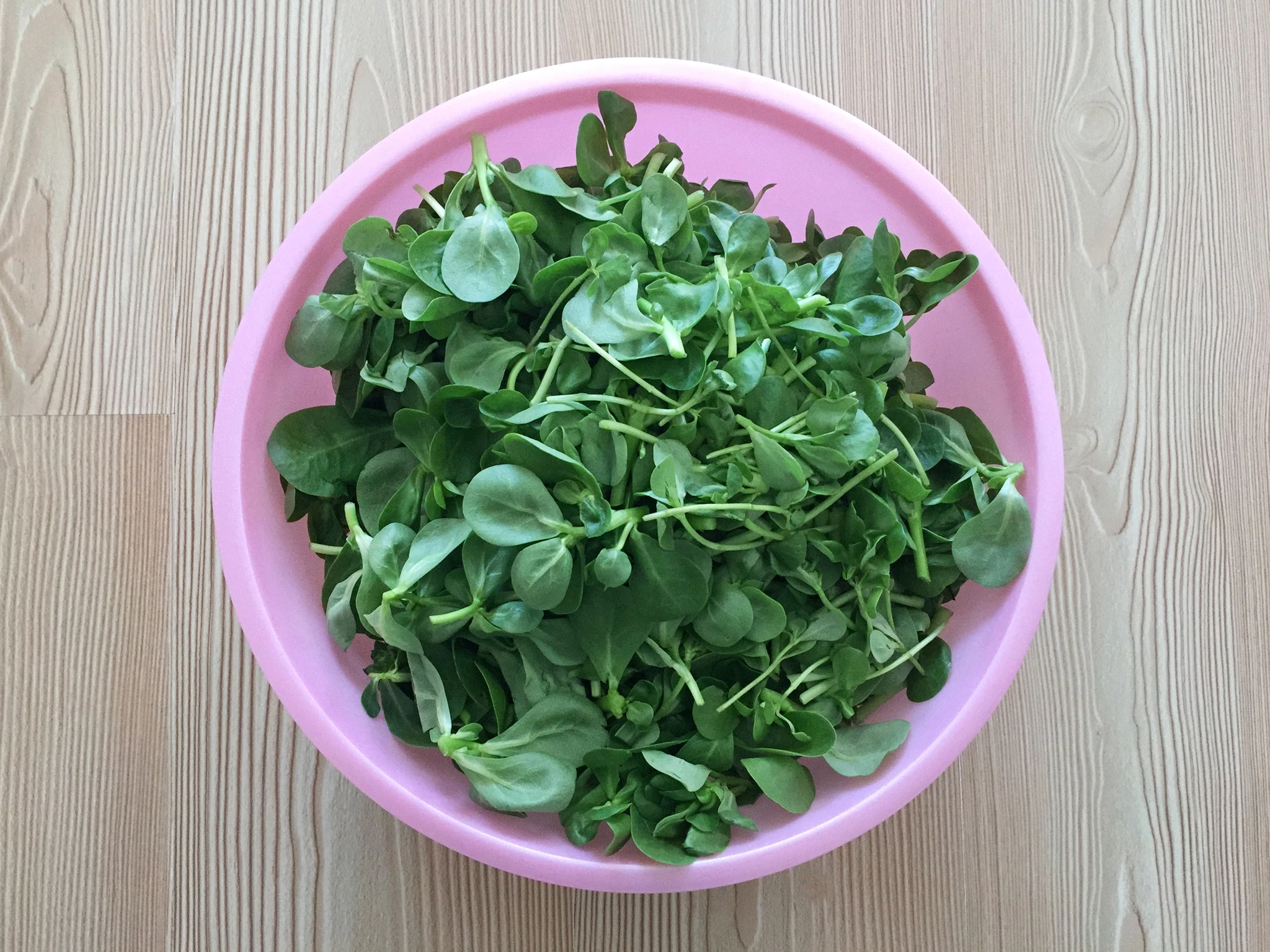 Γλιστρίδα: Το καλοκαιρινό βότανο με τα περισσότερα ωμέγα-3 - Όλα τα οφέλη της σύμφωνα με τον βοτανολόγο