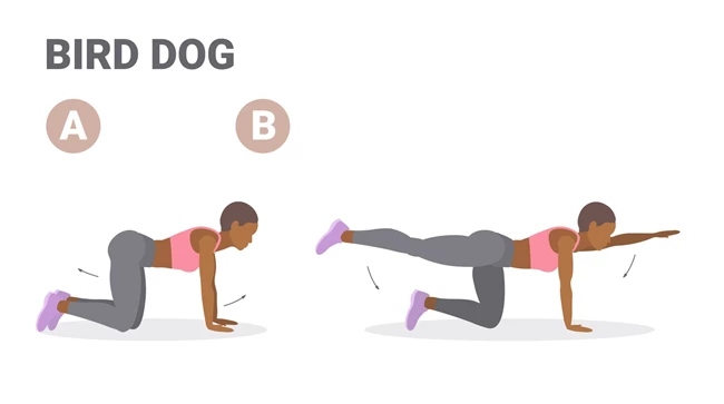 Bird Dog