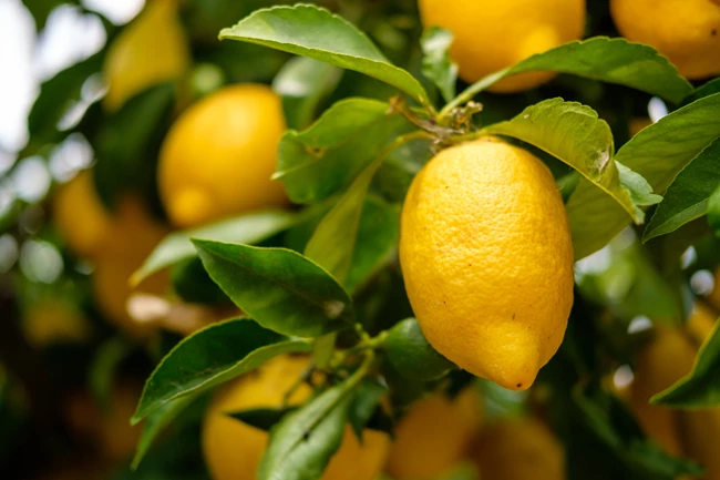 lemons