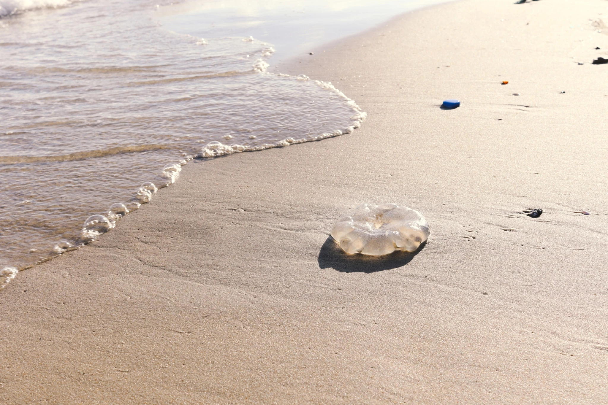 Τι πρέπει να κάνεις αν σε τσιμπήσει τσούχτρα - (όχι μη ρίξεις ξύδι!)
