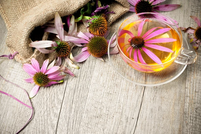 echinacea