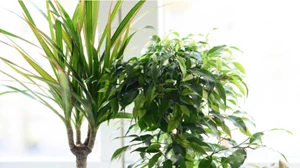 Κίνδυνοι για την υγεία όταν δεν πλένουμε τακτικά τα σεντόνια μας - εικόνα 1