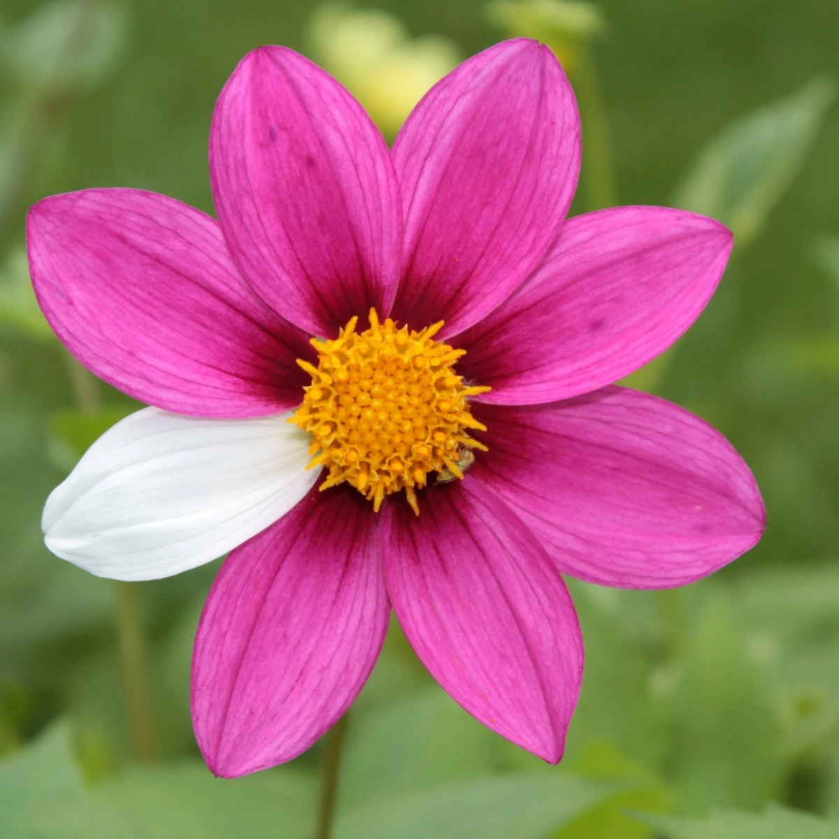 Πότε θεωρείται ότι μία πάθηση είναι σπάνια; - εικόνα 1