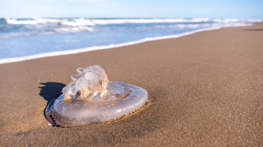 Τσίμπημα τσούχτρας: Λειτουργούν τα ούρα ως αντίδοτο; Τι λέει η επιστήμη