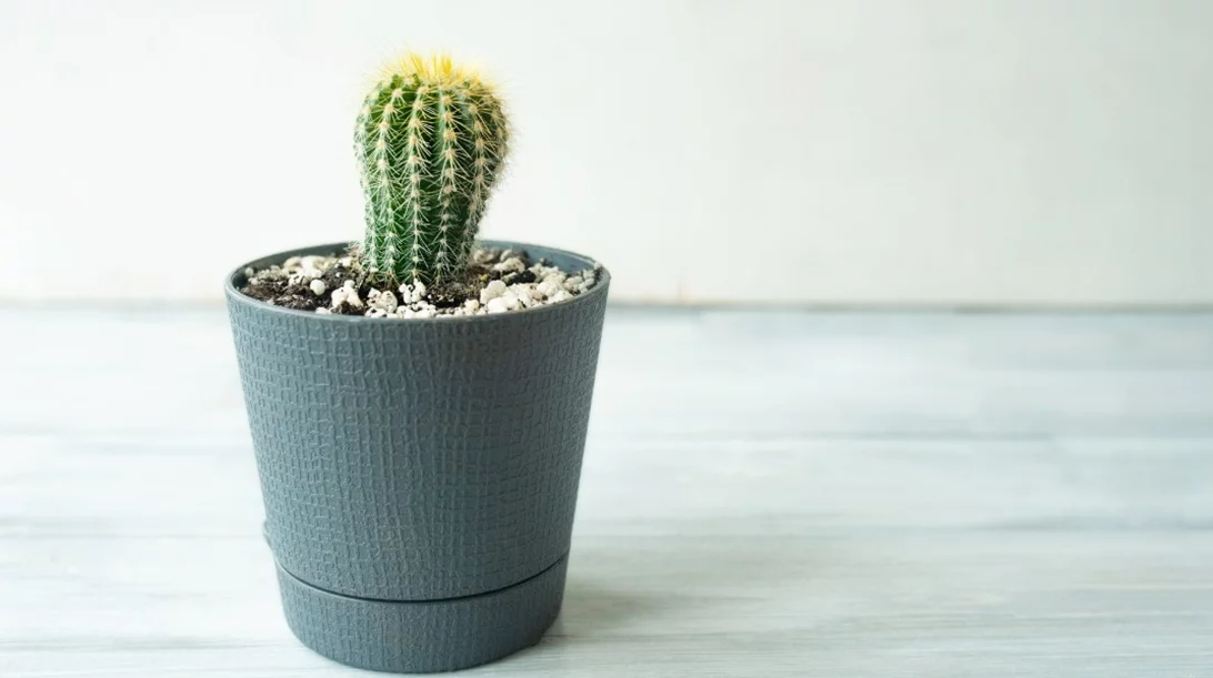 Ερεθισμένες αιμορροΐδες: Μήπως κάνουμε κάποιο λάθος στην τουαλέτα;