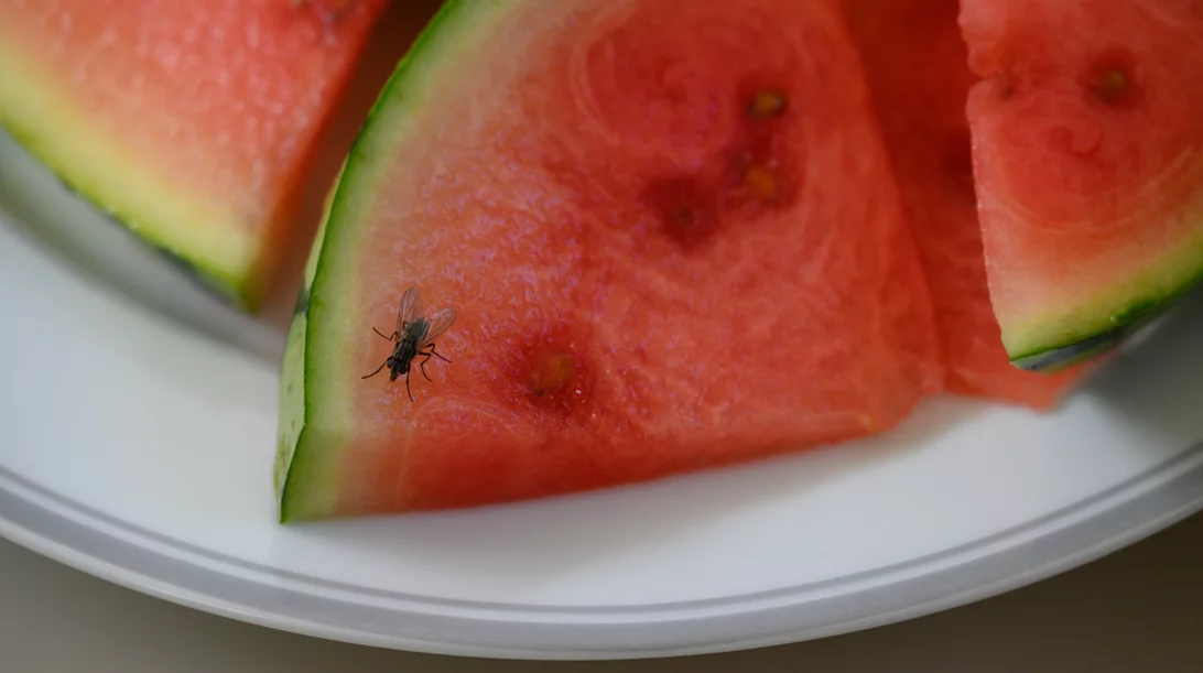 Καθάρισε την κουζίνα σου από έντομα: Tips που δουλεύουν πραγματικά