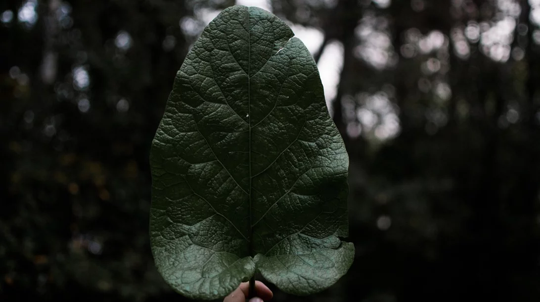 Τι είναι τα λειτουργικά τρόφιμα και γιατί είναι σημαντικά;