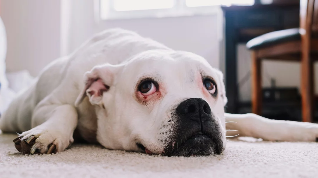 Πώς οι σκύλοι στο σπίτι μπορούν να μας μεταδώσουν σαλμονέλα: Η έρευνα που πρέπει να γνωρίζεις