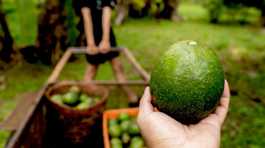 Veganuary: Τα food miles και γιατί πρέπει να σκεφτόμαστε προτού αγοράσουμε (vegan ή μη προϊόντα)