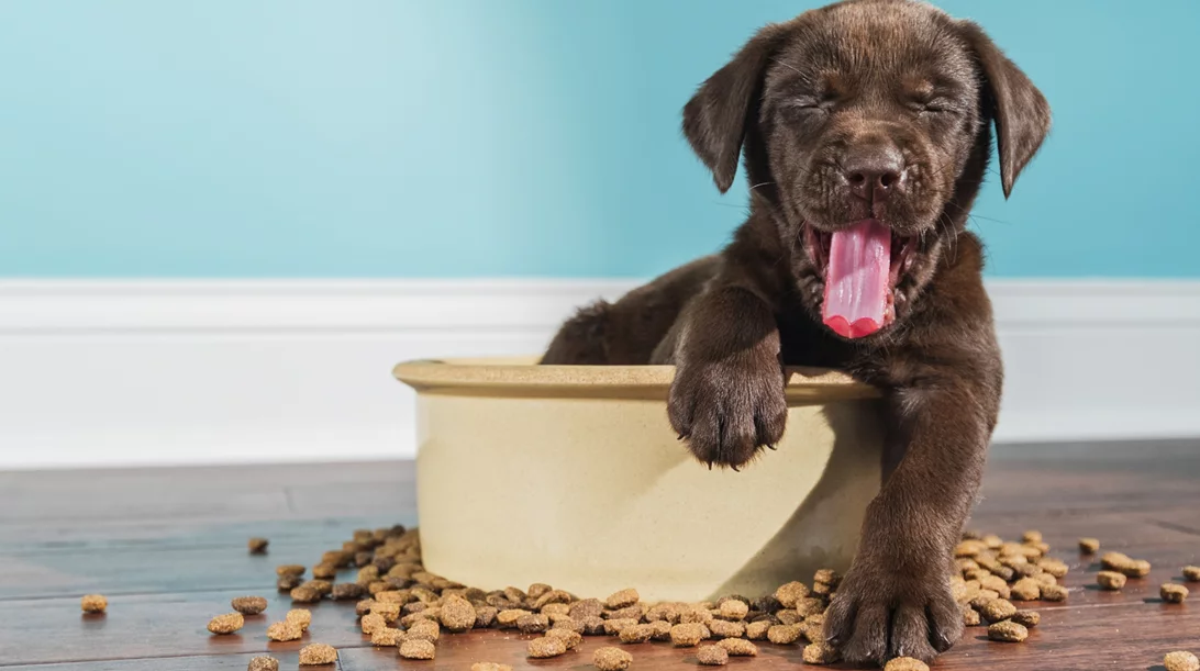 Πώς να επιλέξεις τη σωστή τροφή για τον σκύλο σου
