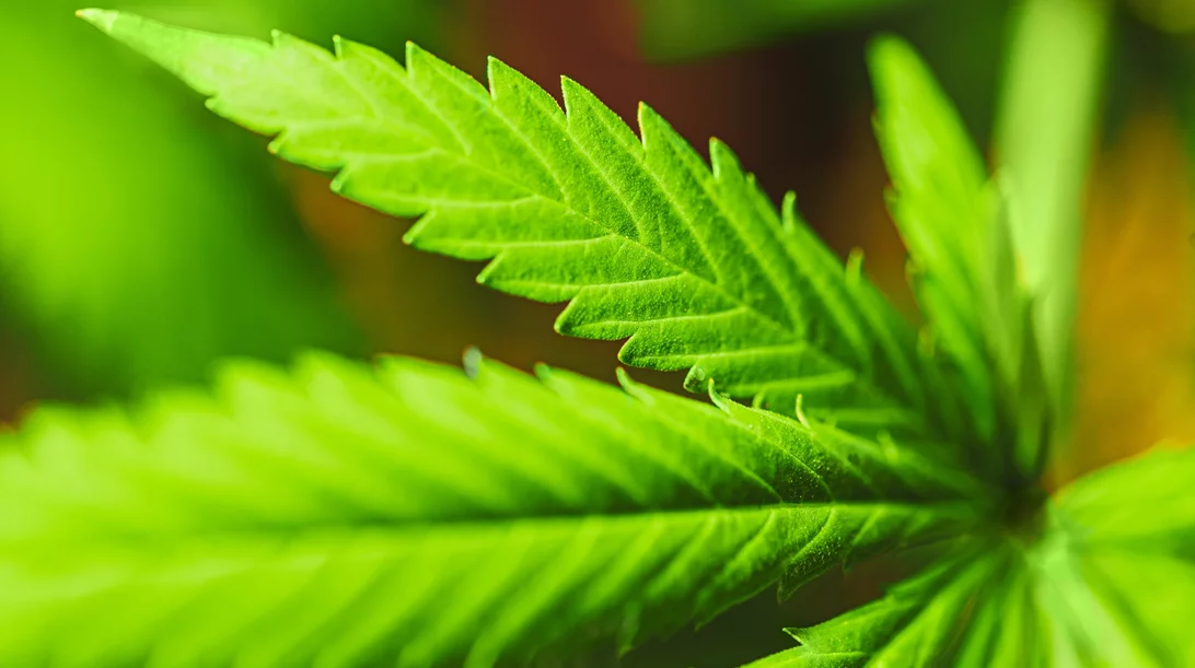 Η πρώτη υβριδική θερμοκηπιακή μονάδα για την καλλιέργεια φαρμακευτικής κάνναβης ξεκίνησε