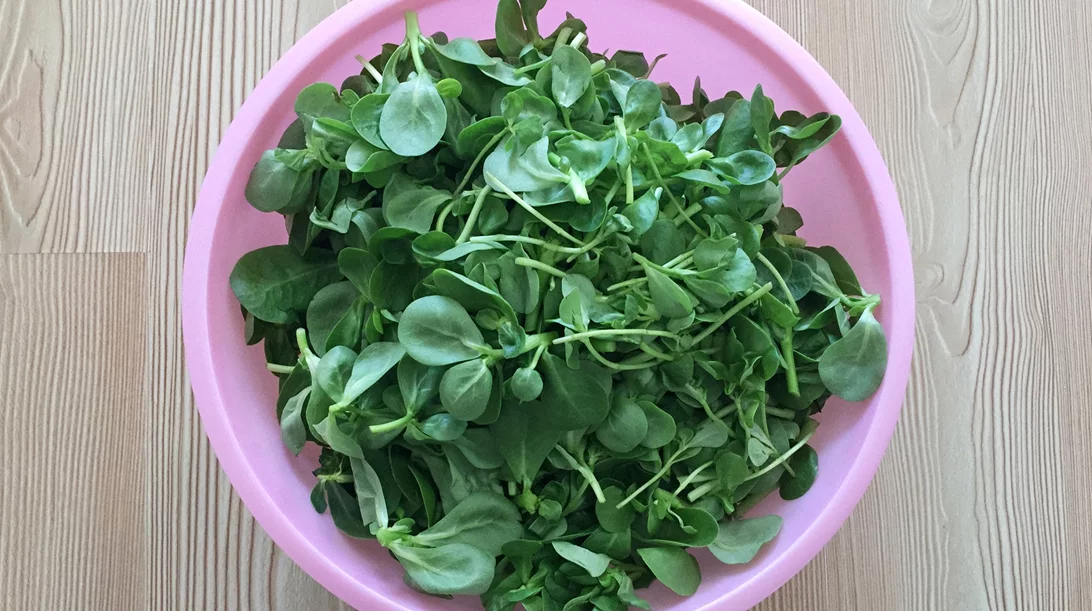 Γλιστρίδα: Το καλοκαιρινό βότανο με τα περισσότερα ωμέγα-3 - Όλα τα οφέλη της σύμφωνα με τον βοτανολόγο