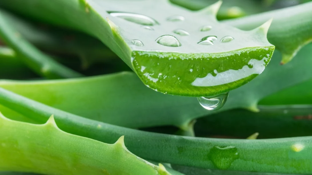 Μετά την ασπαρτάμη και η αλόη στη λίστα με τα πιθανώς καρκινογόνα του ΠΟΥ;