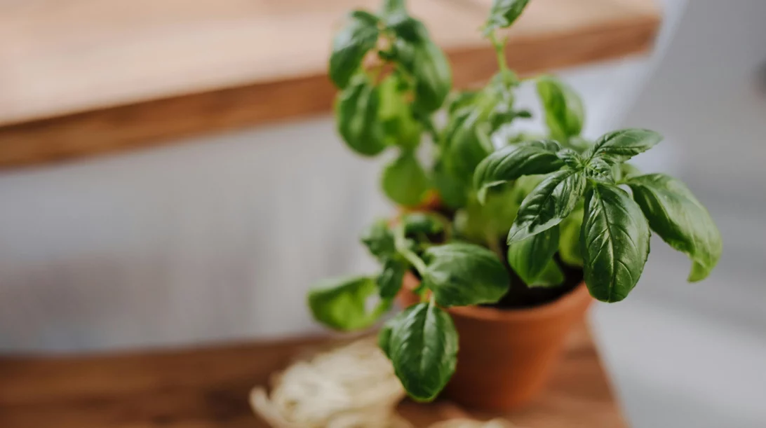 Τα τοπ 7 φυτά που απωθούν τα κουνούπια - Τέλος στα χημικά