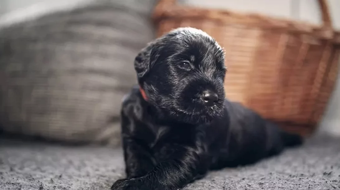 Μια αγκαλιά για πάντα: Πώς ένα αδεσποτάκι μου έσωσε, κυριολεκτικά, τη ζωή