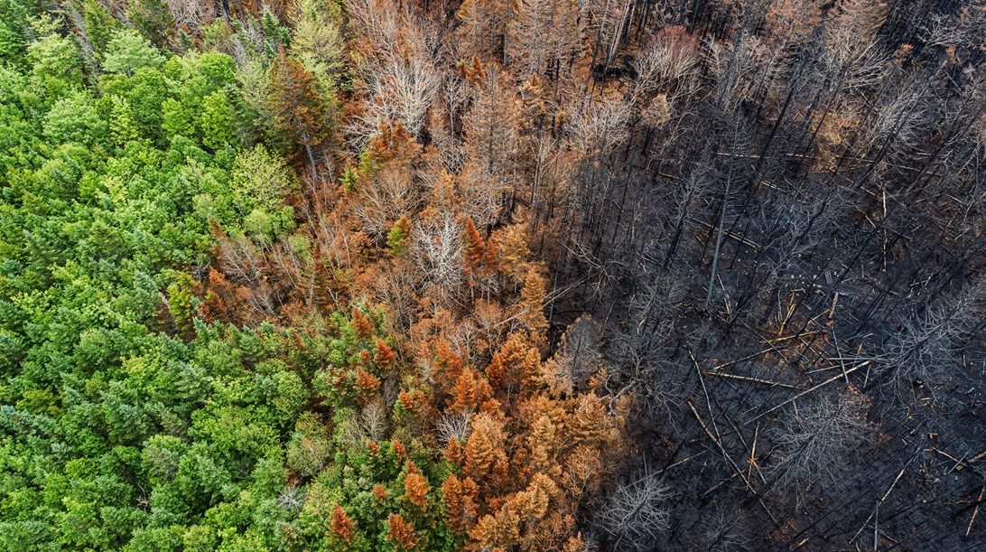 Fire Brain: Πώς επηρεάζουν οι πυρκαγιές την ψυχική μας υγεία