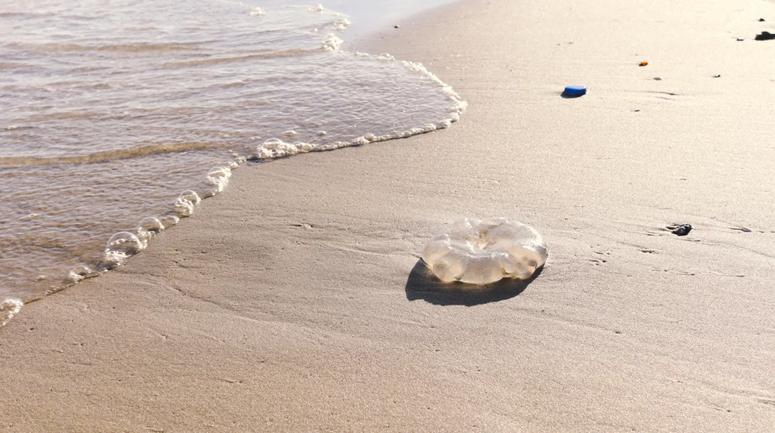Τι πρέπει να κάνεις αν σε τσιμπήσει τσούχτρα - (όχι μη ρίξεις ξύδι!)