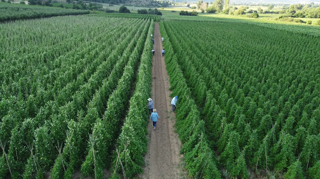 Από το χωράφι στην κουζίνα: Η βιωσιμότητα στο πιάτο μας - Η τάση που αλλάζει τον τρόπο που τρώμε