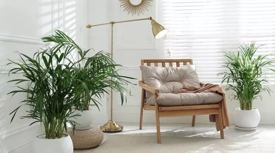 4 φυτά εσωτερικού χώρου που θα μετατρέψουν το σπίτι σου σε "όαση" δροσιάς το καλοκαίρι