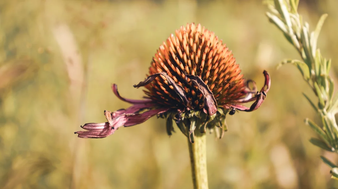 Ο Παγκόσμιος Οργανισμός Υγείας υποστηρίζει την ομοιοπαθητική Ιατρική