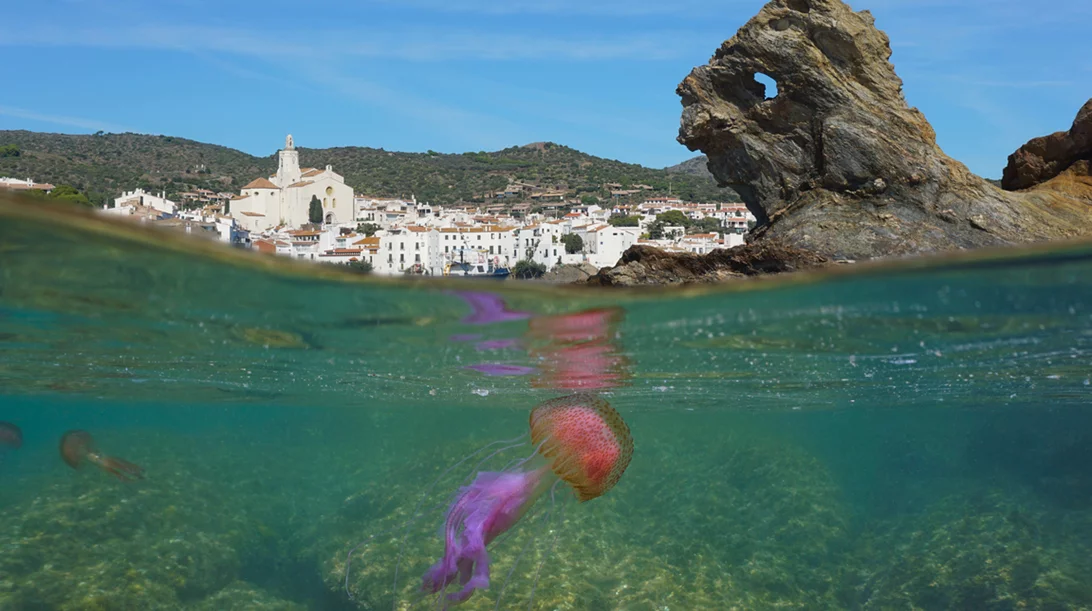 Τι κάνουμε σε περίπτωση που μας τσιμπήσει μοβ μέδουσα