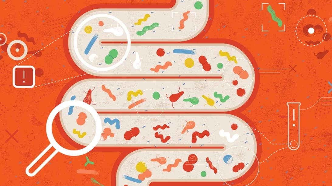 Υγιές έντερο = υγιές ανοσοποιητικό: Πώς συνδέονται