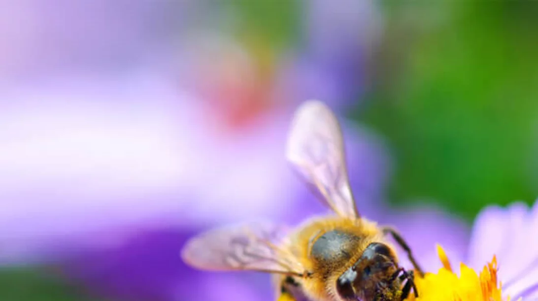 Τσίμπημα μέλισσας ή σφήκας: Πώς θα το αποφύγεις και οι πρώτες βοήθειες