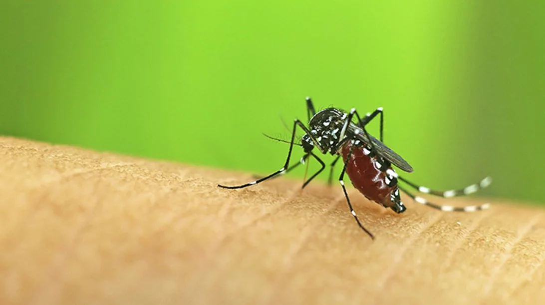 Για ένα καλοκαίρι χωρίς κουνούπια επιλέξτε τη φυσική και σίγουρη προστασία