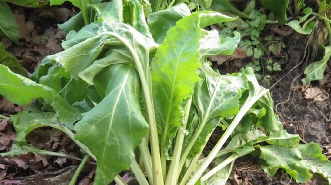 Σέσκουλα: Η σούπερ τροφή και πώς θα την φτιάξεις σε μάφιν αυγού και ντολμαδάκια (θα γεμίσεις σίδηρο!)