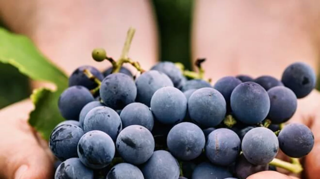 Ξέρεις πόσο σημαντικά είναι τα κουκούτσια των σταφυλιών για την υγεία σου;