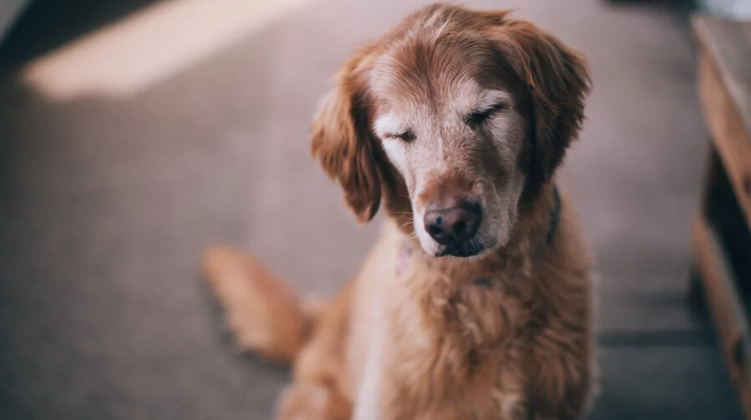 Οι λόγοι που τα αδέσποτα γίνονται καλύτερα pets
