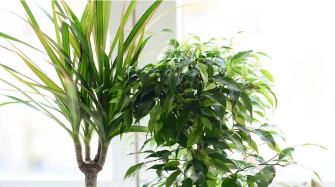 Φυτά που καθαρίζουν την ατμόσφαιρα: Να ποια να έχουμε στο σπίτι μας