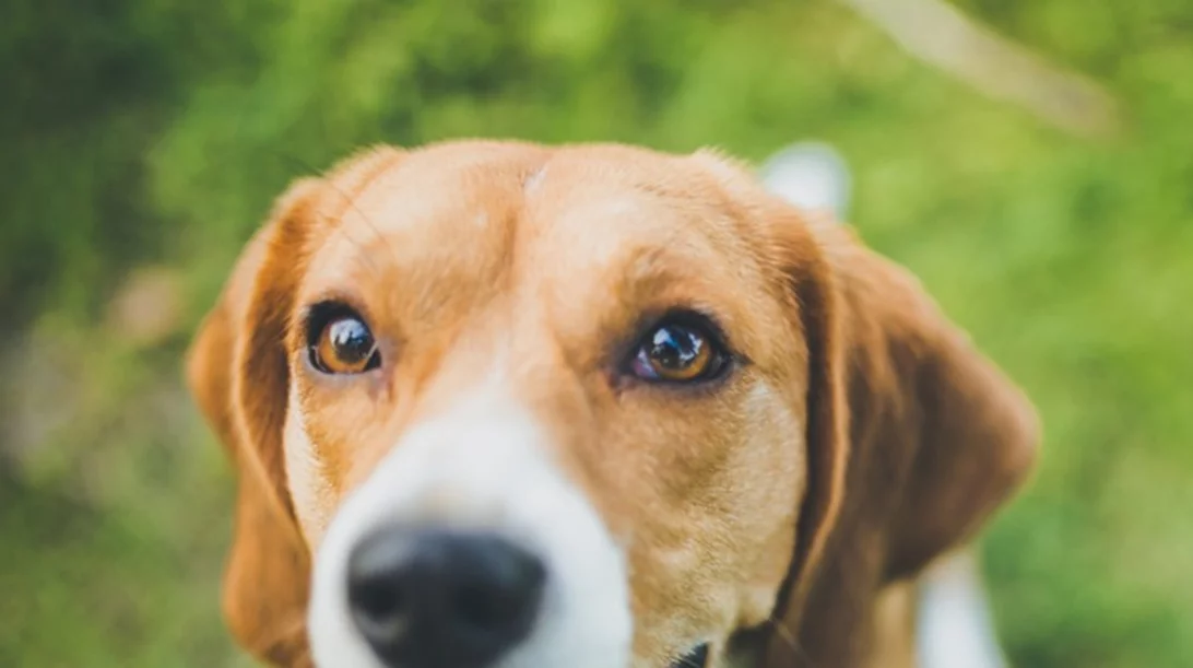 Αντικαρκινική διατροφή για σκύλο; Οι τροφές που προτείνονται και αυτές που πρέπει να αποφεύγονται