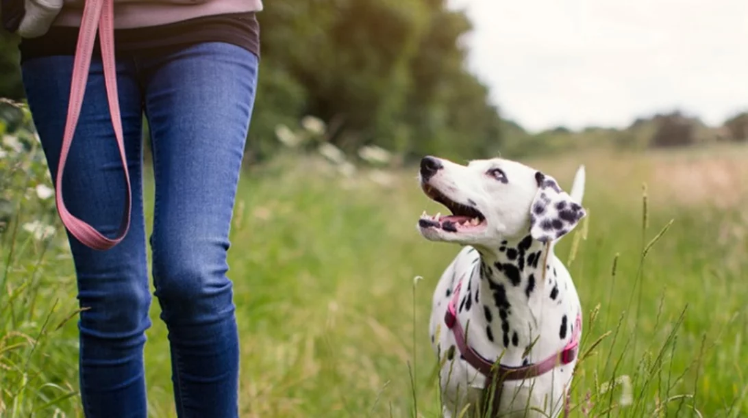 Βόλτα σκύλου: 5 συμβουλές για έναν ασφαλή περίπατο