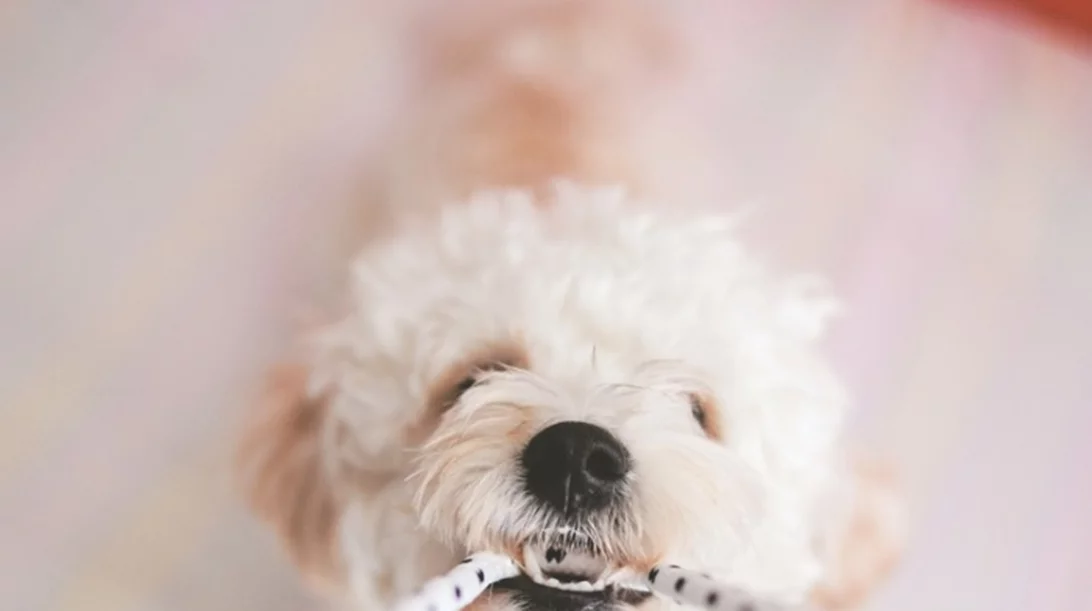 Πώς να μάθω το σκύλο μου να μην τρώει πράγματα;