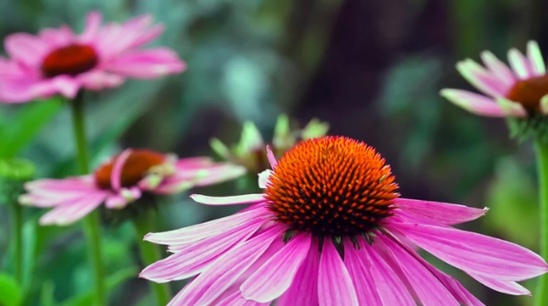 Εχινάκεια και κορονοϊός: Μπορεί η εχινάκεια να μας προστατέψει; Επιστημονική δημοσίευση απαντά.