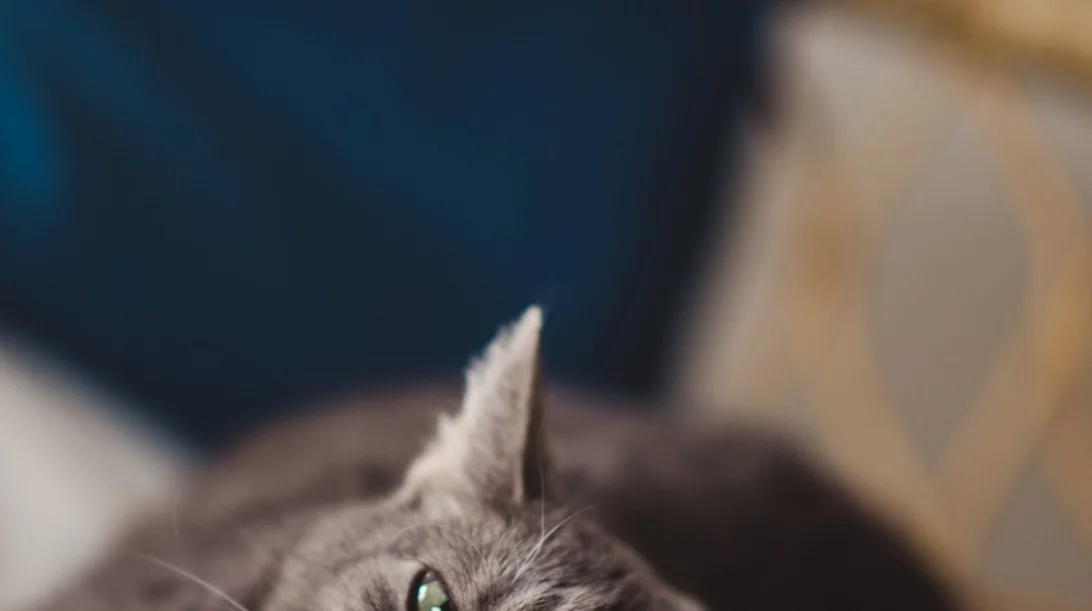 Γάτα στο σπίτι; 7 συμβουλές για την υποδοχή του νέου μέλους