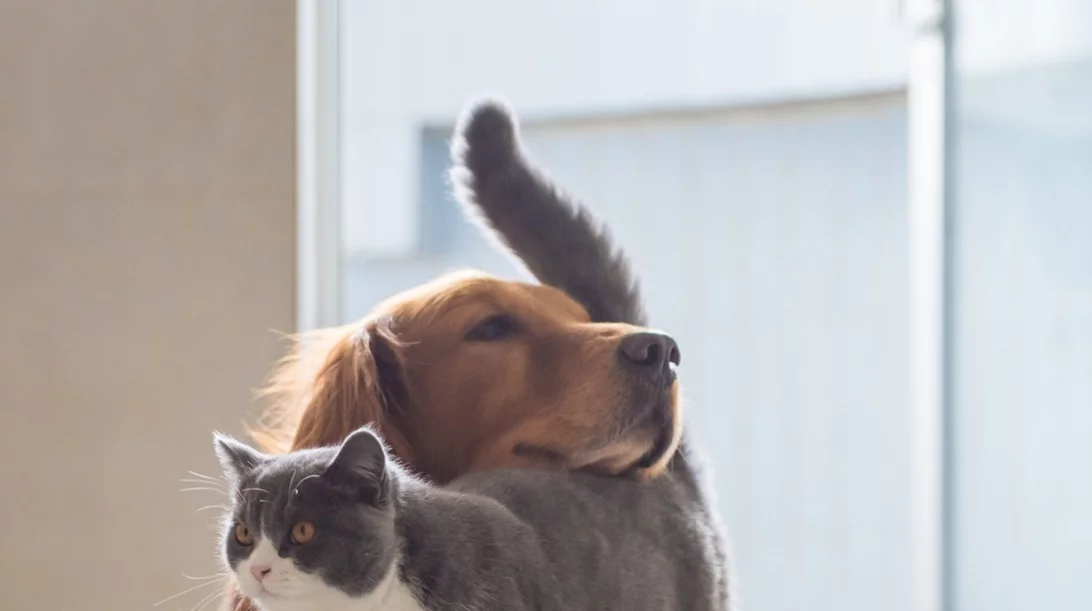 Σκύλος και γάτα μαζί στο σπίτι: Πώς θα συνυπάρξουν σε κοινό χώρο;
