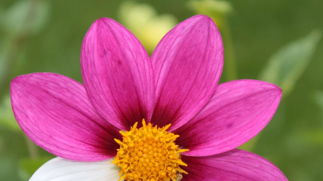 Chiesi Global Rare Diseases: Ώρα να μιλήσουμε για τις σπάνιες παθήσεις