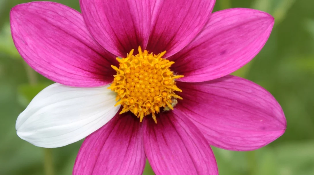 "Το ταξίδι ενός ασθενή με σπάνιο νόσημα" - Μία σημαντική, ξεχωριστή εκδήλωση