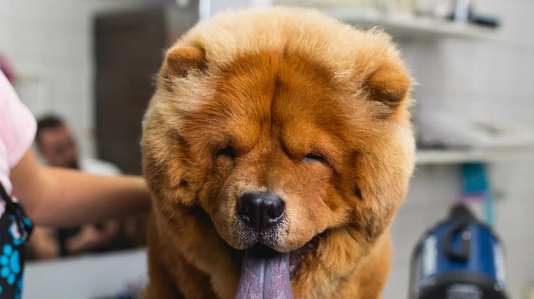 Grooming σκύλου: Τι πρέπει να γνωρίζουμε για τον καλλωπισμό του σκύλου μας