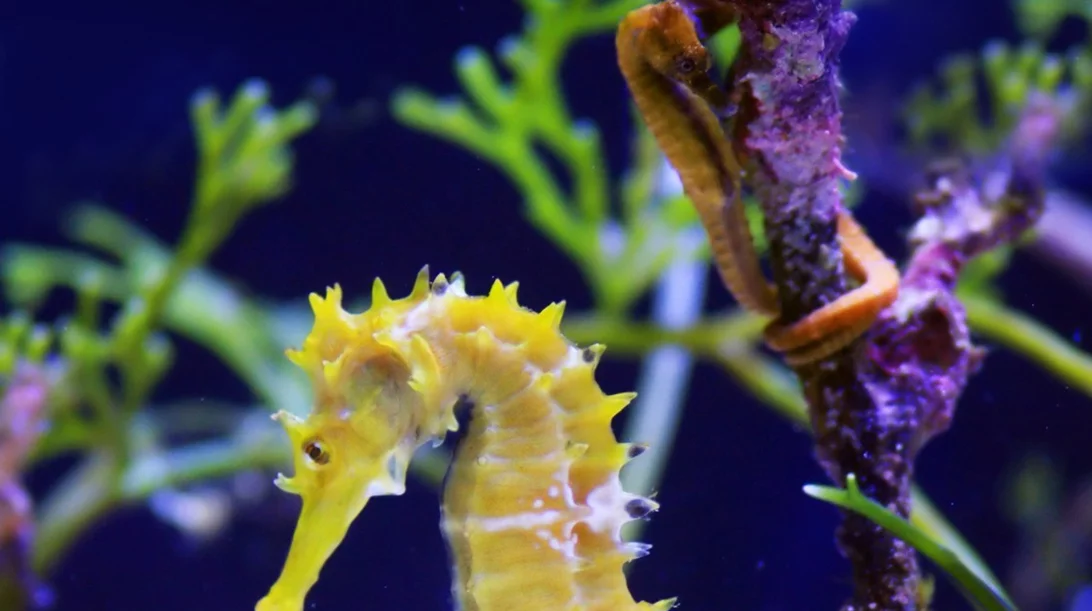 Ιππόκαμπος: 6 trivia για το «κέντρο της μνήμης» στον εγκέφαλό μας