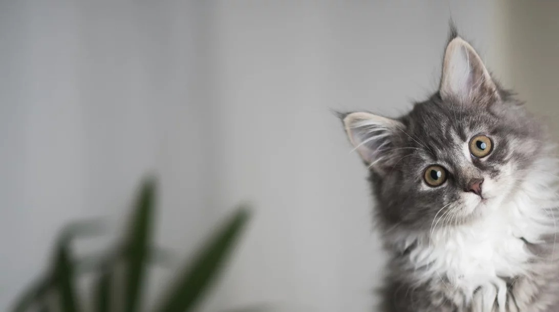 Ζώδια Μάιος 2020: Οι προβλέψεις του μήνα