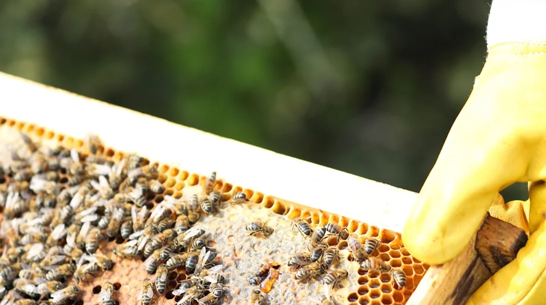 Στο θαυμαστό κόσμο της μέλισσας μαζί με την Μαρία Σάκκαρη