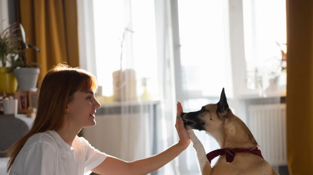 6 λάθη που κάνουμε στην εκπαίδευση του σκύλου